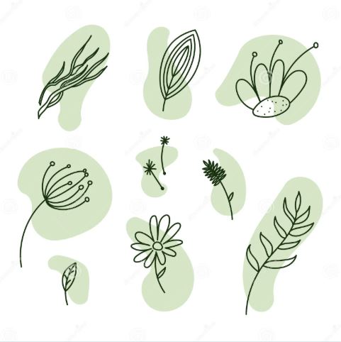 芳香藥草 插畫